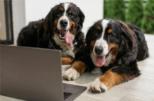 Why Brushing Your Dog’s Teeth is the Best Thing You Can Do