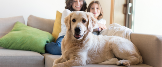 The advantages of having a dog at home